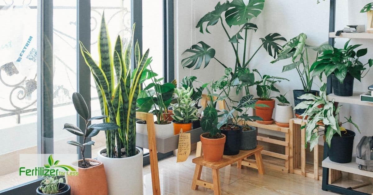 Many potted plants near a window.