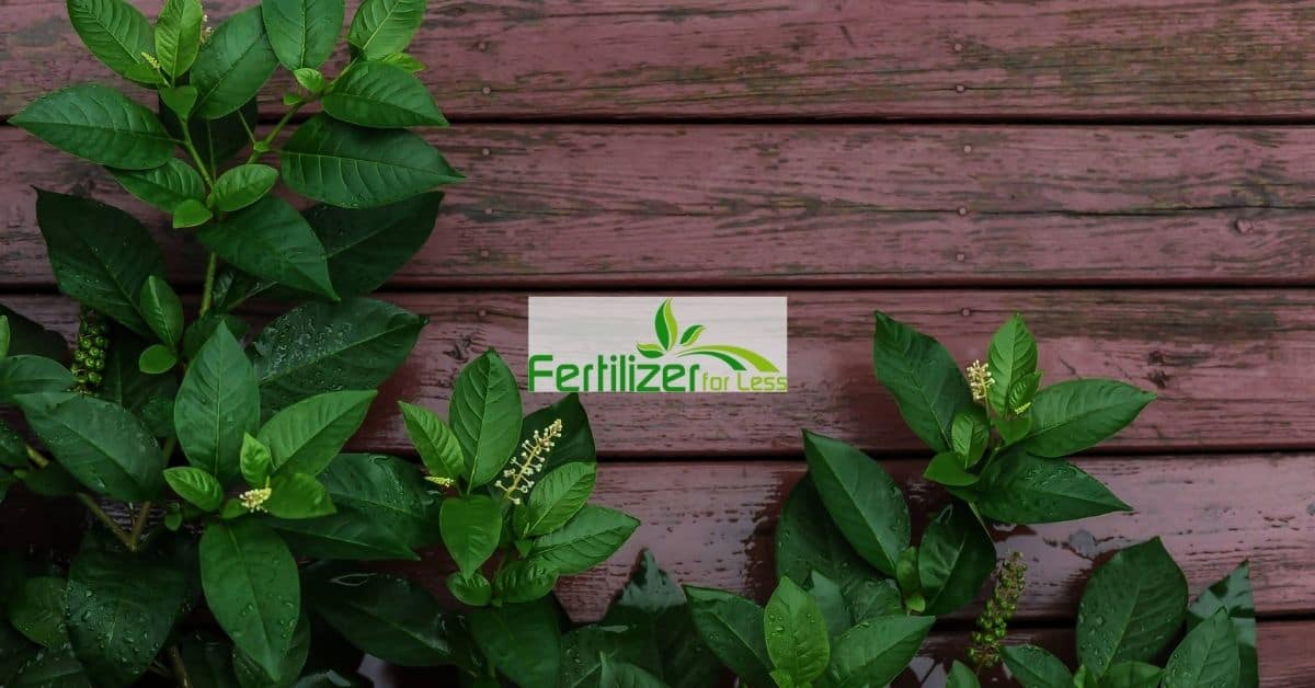 Plants growing near a wall outdoors.