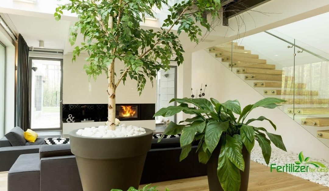 A stylish and sunny garden room with tropical plants.