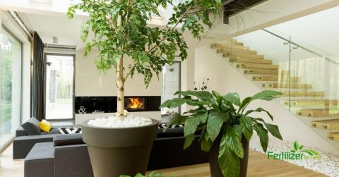 A stylish and sunny garden room with tropical plants.