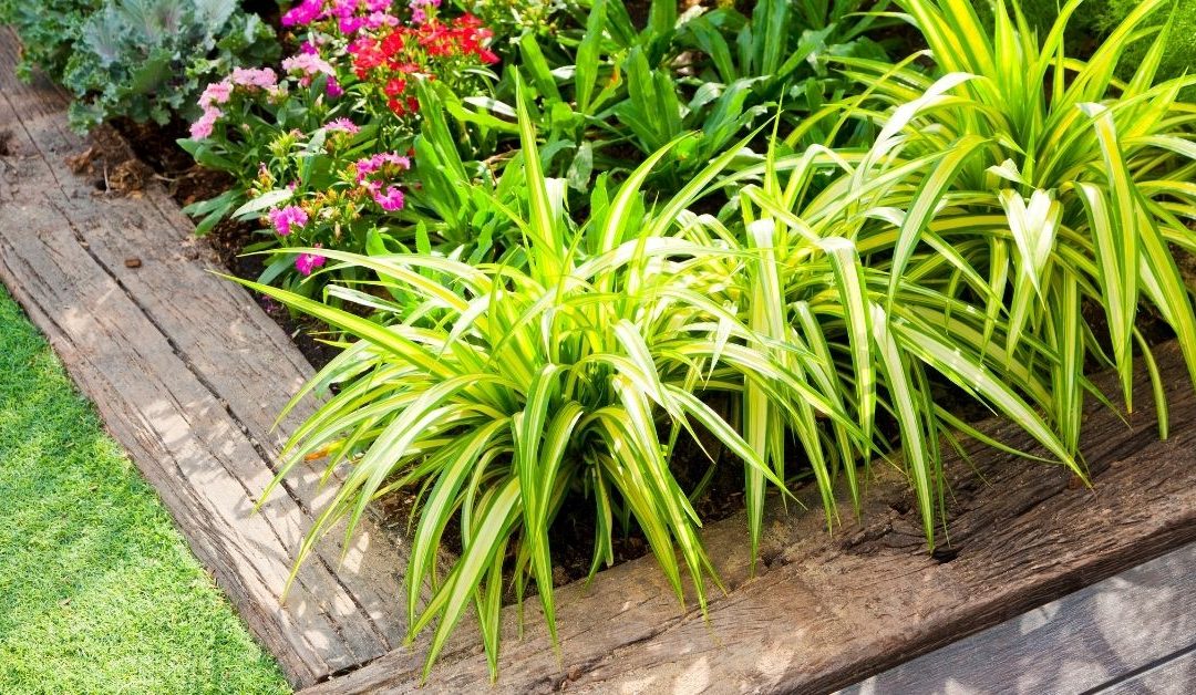 A small garden area bordered by landscaping timbers.