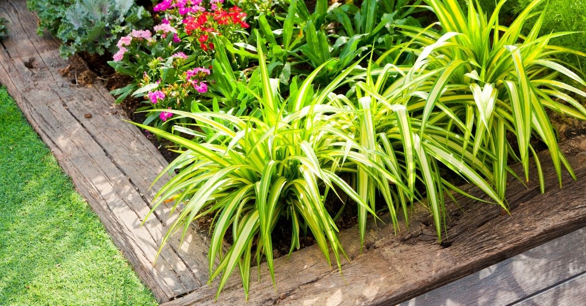 A small garden area bordered by landscaping timbers.