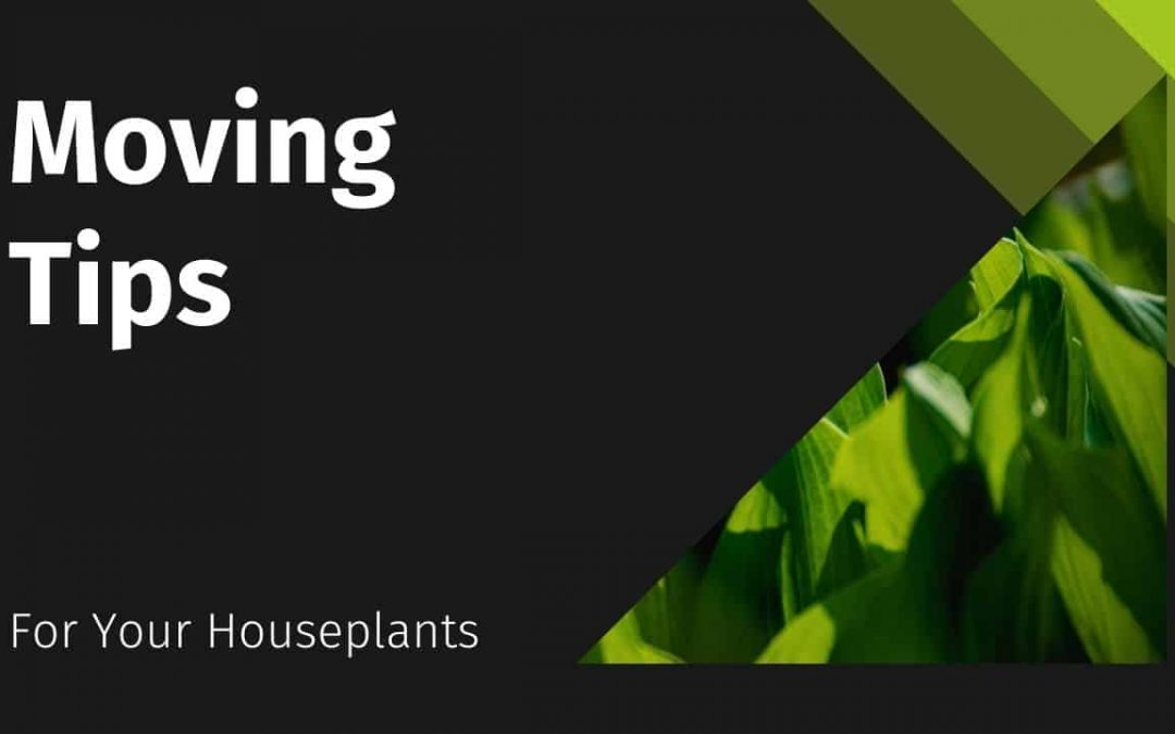 Banner image - moving tips for houseplants