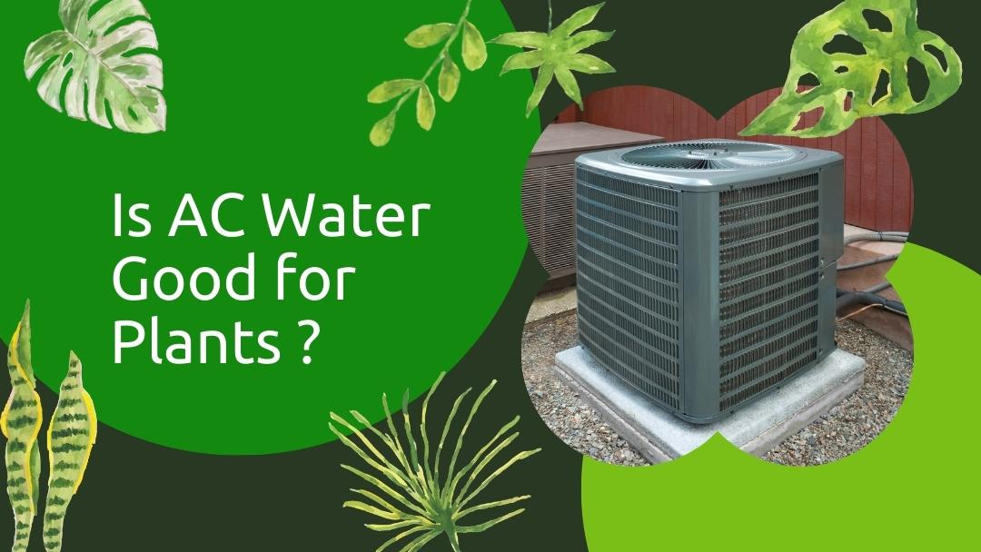 Is AC Water Good for Plants