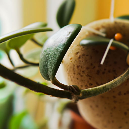 Hoya Kerrii (The Sweetheart Plant) Growing