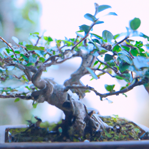 All About The Rain Tree Bonsai