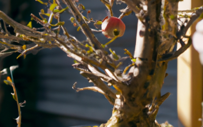 Apple Fertilizer: A Guide for your Orchard