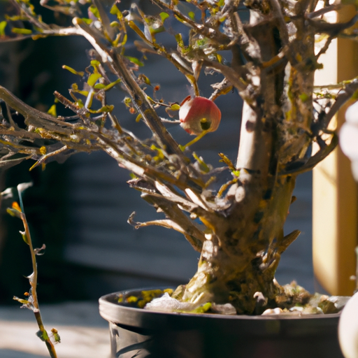Bonsai Apple Trees - How To Care For Yours