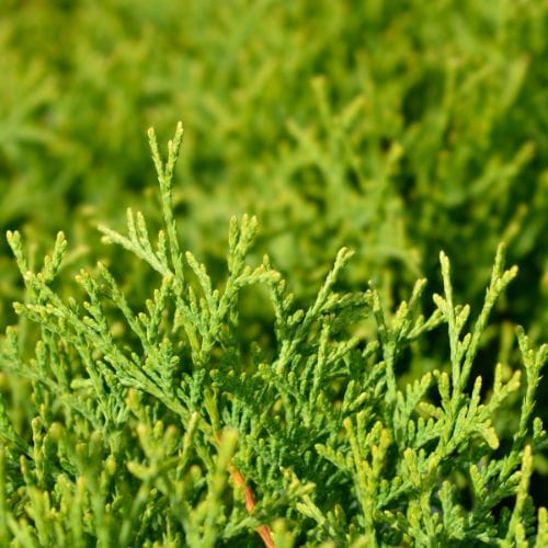 Bright green Arborvitae Leaves