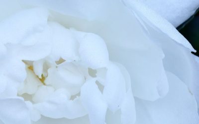 Camellia Sasanqua Plant Care Tips