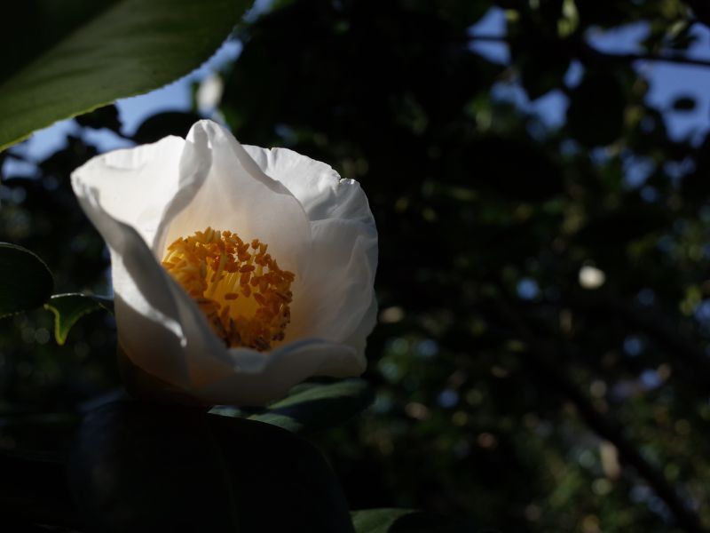 A Brilliant Camellia Sasanqua Flower