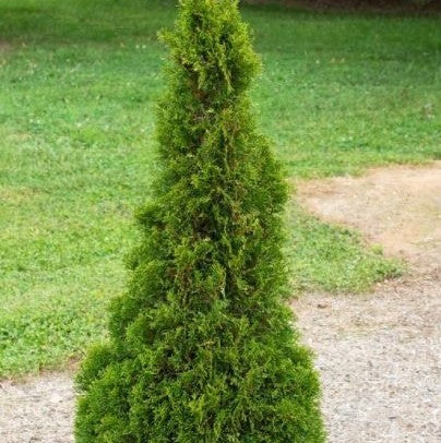 Thuja occidentalis 'Emerald Petite' plant in 3-gallon pot