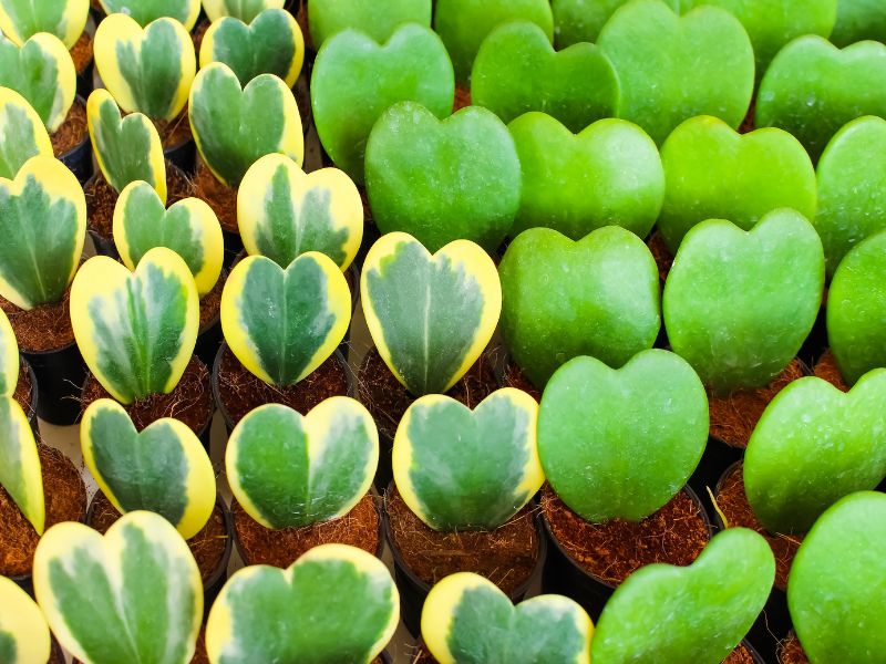 Several Hoya Kerrii Starts in Small Pots.