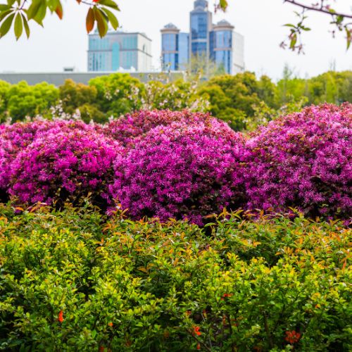 Loropetalum growing on a hill with a city skyline in the background