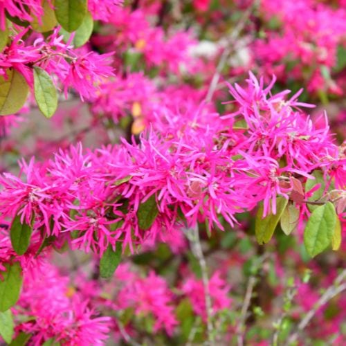 Loropetalum With Bright Pink Blooms