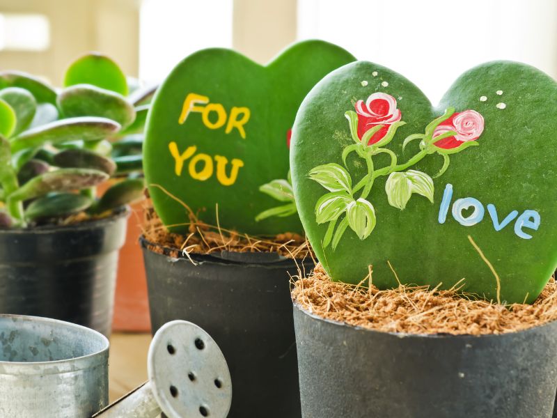 Hoya Kerrii (The Sweetheart Plant) Growing & Care