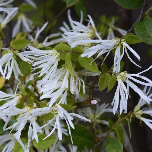 White Loropetalum Blooms