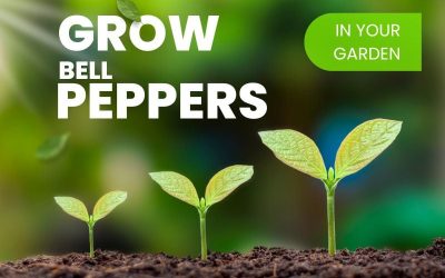 How to Grow Bell Peppers