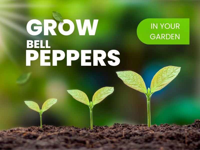 How to grow bell peppers at home.