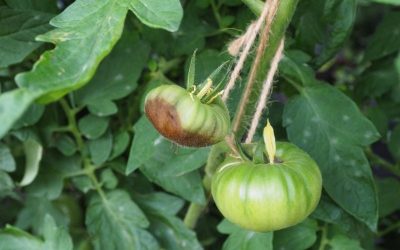 Dealing With Blossom End Rot? Here’s How to Protect Your Tomatoes