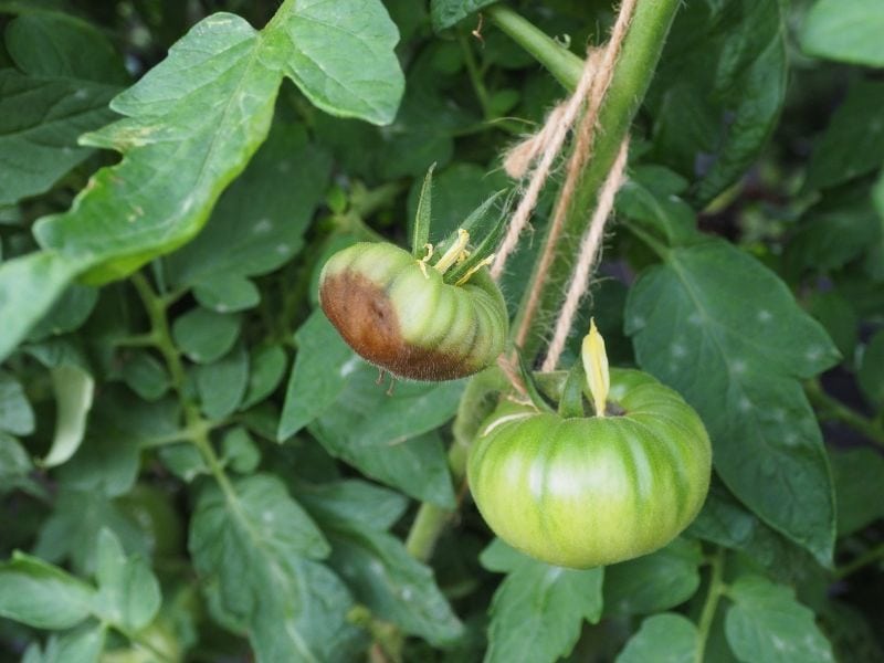 An example of blossom end rot on growing tomatoes.