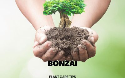 Larch Bonsai Plant Care Guide