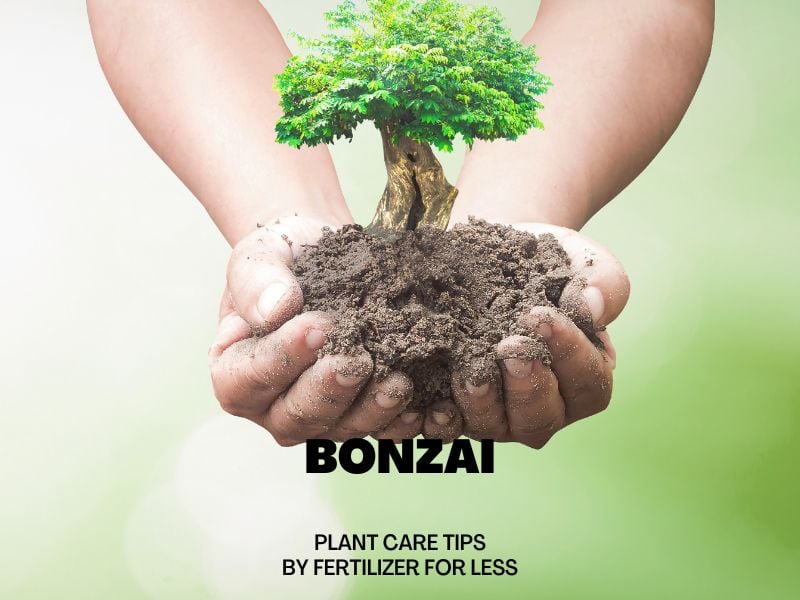Bonsai Plant Care Tips by Fertilizer for Less
