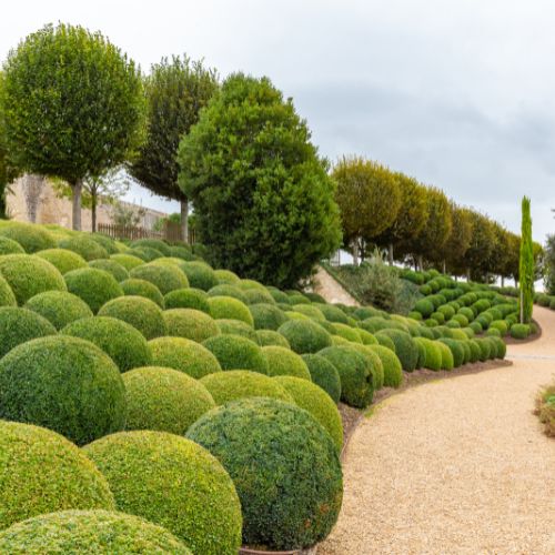 Multiple boxwood shrubs next to a path