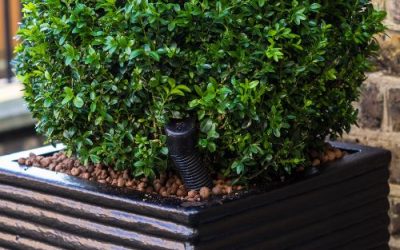 Boxwood Fertilizer – The Best Fertilizer For Boxwood Shrubs