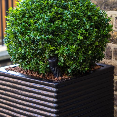 Boxwood Fertilizer – The Best Fertilizer For Boxwood Shrubs