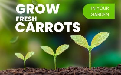 How To Grow Carrots In Your Garden