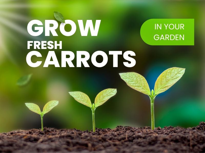 How to grow carrots in your garden