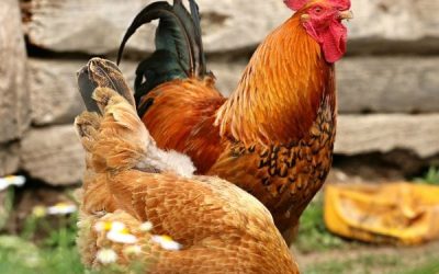 Growing Fodder for Chickens Easily: The Best Guide to Grow Fodder for Your Chicken Flock