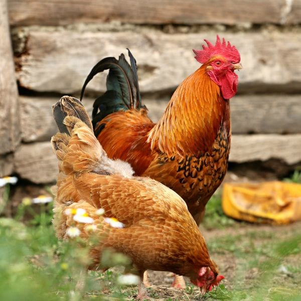 Two chickens feeding on fresh pasture