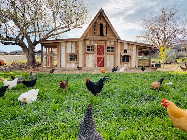 Many chickens foraging in a green pasture