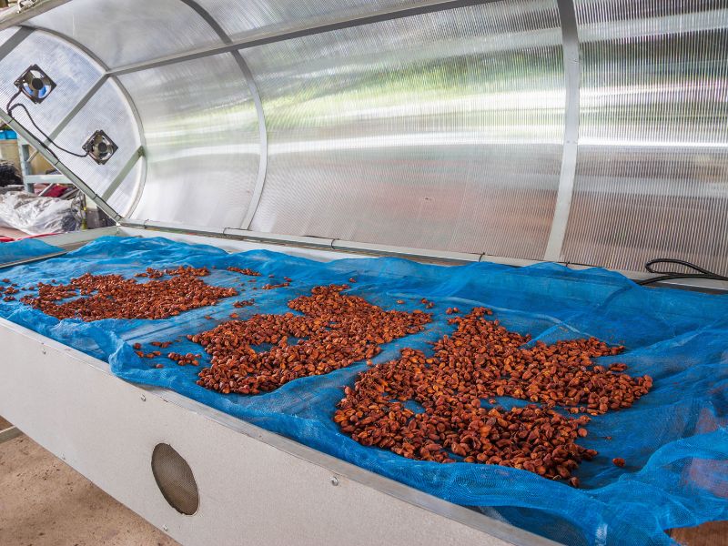 Cocoa beans are set out to dry in a greenhouse