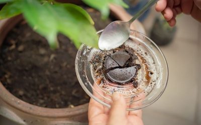 Using Coffee Grounds in your Garden the Right Way