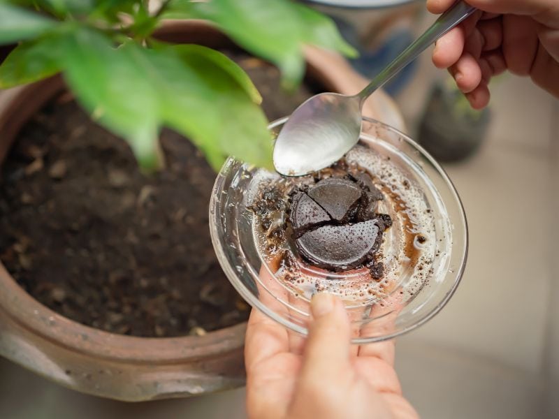 coffee grounds from an espresso machine