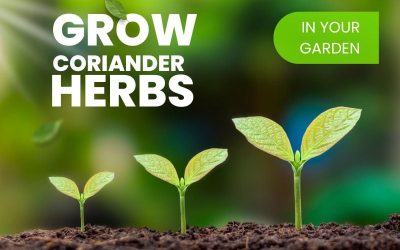 How to Grow Coriander From Seed and Where to Buy Seeds Online
