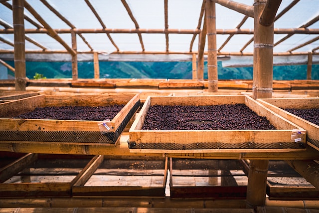 Beans drying out in a greenhouse