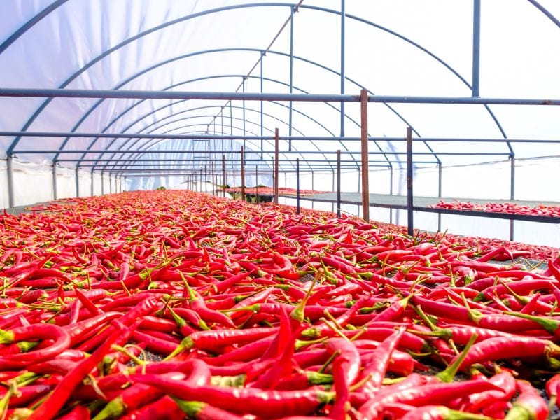 These red peppers are being quickly dried out