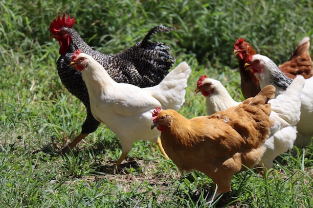 A flock of chickens in a field