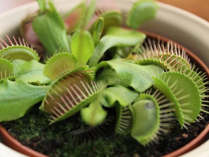 A potted venus fly trap plant.