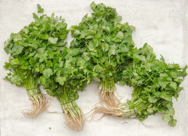 bundles of coriander prepared for cooking