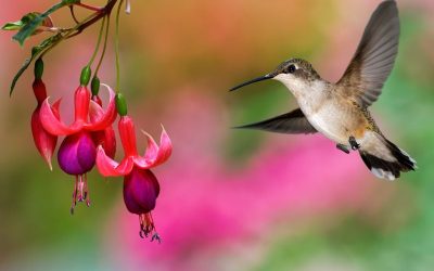 Fertilizing Fuchsia Plants And Caring For Yours At Home