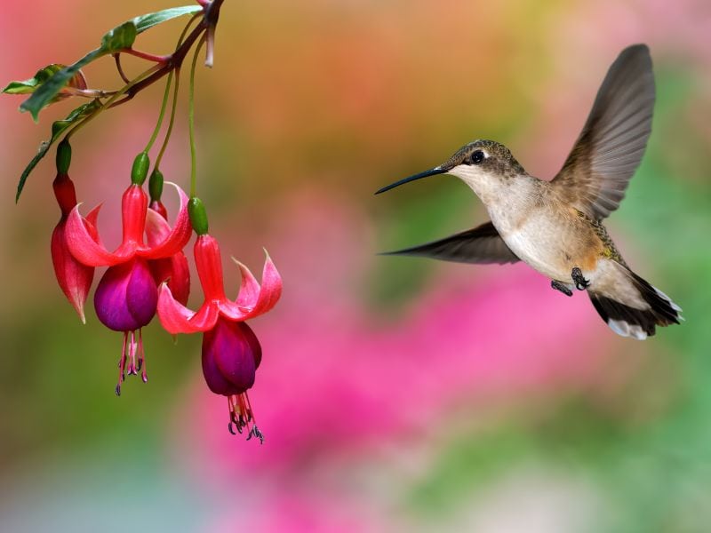 fuchsia plant and bird