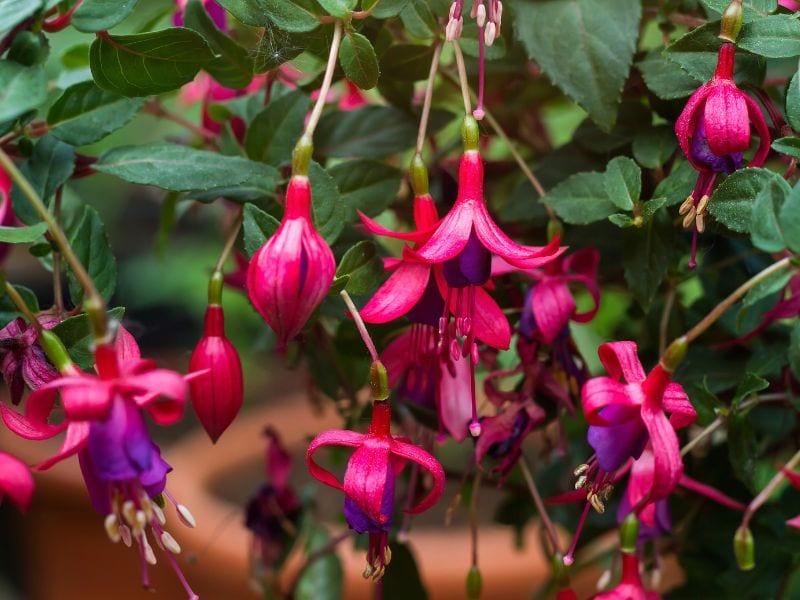 A fuchsia plant full of blooms.