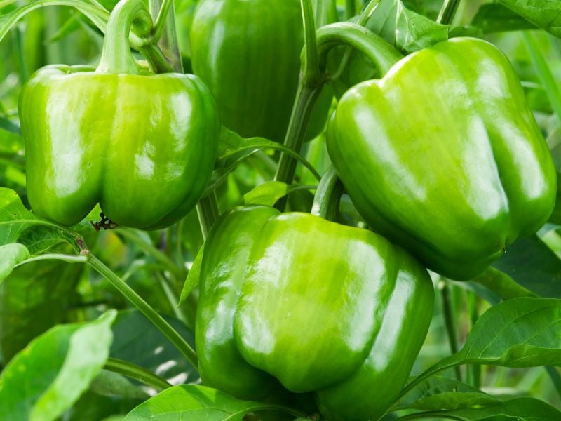 growing green bell peppers