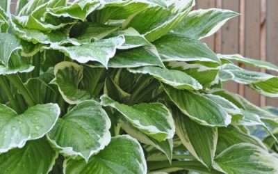 Fertilizer for Hostas – How to Fertilize Hosta Plants