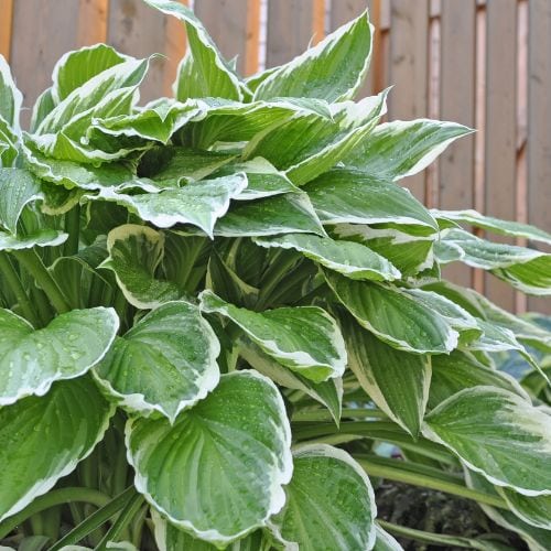 A hosta plant near a wooden fence